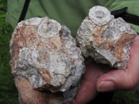 Crinoid stems [PS]